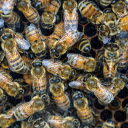 Worker bees  screen for extension Chrome web store in OffiDocs Chromium