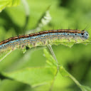 Free download Worm -  free illustration to be edited with GIMP free online image editor