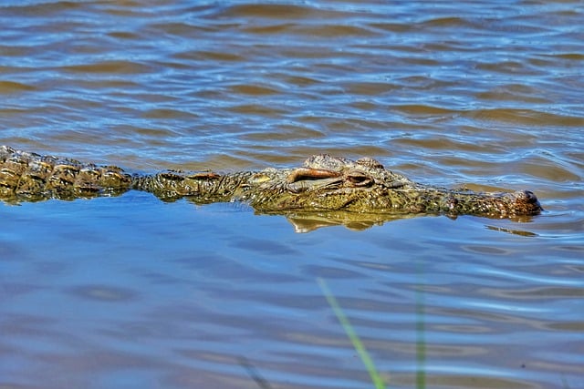 Free download worm fish crocodile tight hunt free picture to be edited with GIMP free online image editor