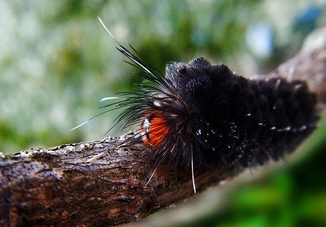 Free download Worm Larva Caterpillar -  free photo or picture to be edited with GIMP online image editor