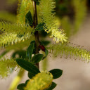 Worm shaped flower branches  screen for extension Chrome web store in OffiDocs Chromium