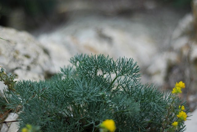 Free download wormwood plant shrub leaves nature free picture to be edited with GIMP free online image editor