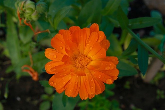 Muat turun percuma Worry Calendula Flower - foto atau gambar percuma untuk diedit dengan editor imej dalam talian GIMP