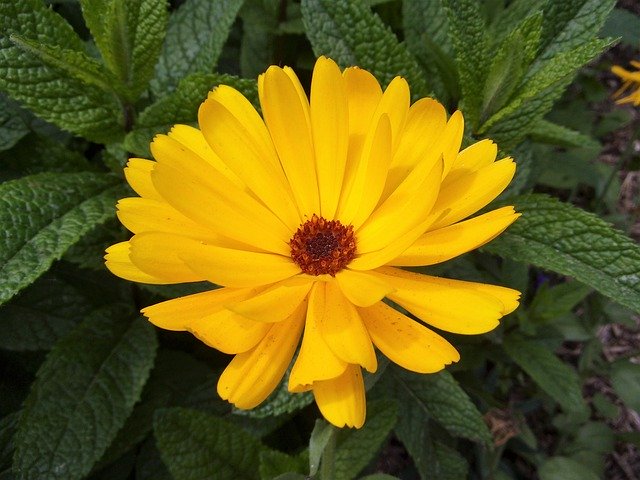 Free download Worry Flower Nature -  free photo or picture to be edited with GIMP online image editor