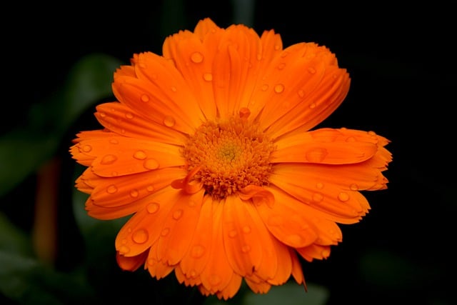 Free download worry flowers plants orange color free picture to be edited with GIMP free online image editor
