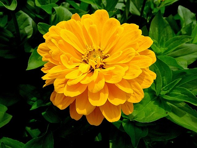 Free download Worry Marigold Flowers The Colour -  free free photo or picture to be edited with GIMP online image editor