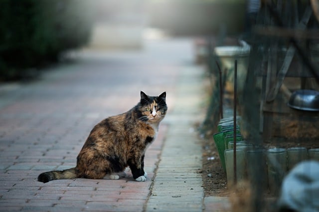 Free download wounded cat cat feline animal free picture to be edited with GIMP free online image editor