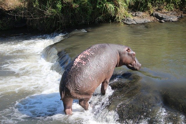 Kostenloser Download Wounded Hippo - kostenloses Foto oder Bild zur Bearbeitung mit GIMP Online-Bildbearbeitung