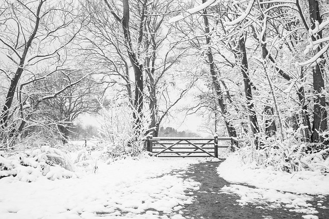 Free download wrabness stour wood rspb free picture to be edited with GIMP free online image editor