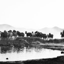 Wrangler with Herd of Horses in Black and White  screen for extension Chrome web store in OffiDocs Chromium