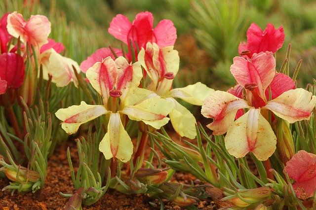Unduh gratis Wreath Flower Leschenaultia - foto atau gambar gratis untuk diedit dengan editor gambar online GIMP