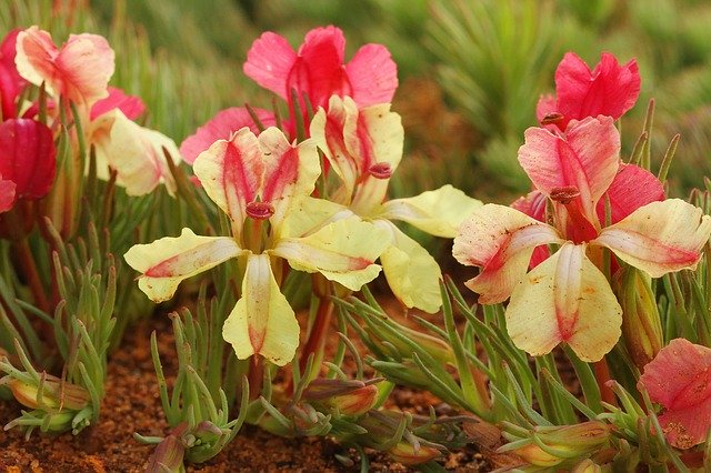 Безкоштовно завантажте Wreath Flower Leschenaultia - безкоштовну фотографію або зображення для редагування за допомогою онлайн-редактора зображень GIMP