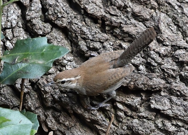 Free download wren bird nature wildlife animal free picture to be edited with GIMP free online image editor