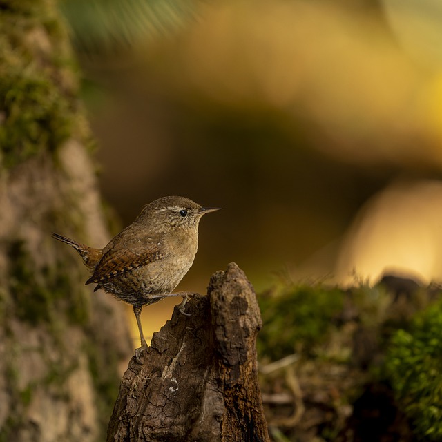 Free download wren bird stump animal troglodyte free picture to be edited with GIMP free online image editor