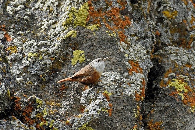 Free download Wren Canyon Bird -  free free photo or picture to be edited with GIMP online image editor