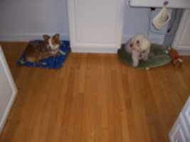 Free download Wrigs and Taz free photo or picture to be edited with GIMP online image editor