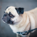 Wrinkled faced dog  screen for extension Chrome web store in OffiDocs Chromium