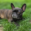 Wrinkled Face Dog  screen for extension Chrome web store in OffiDocs Chromium