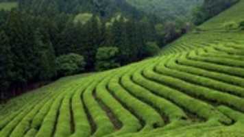 Free download ws_Tea_Field_1920x1080 free photo or picture to be edited with GIMP online image editor