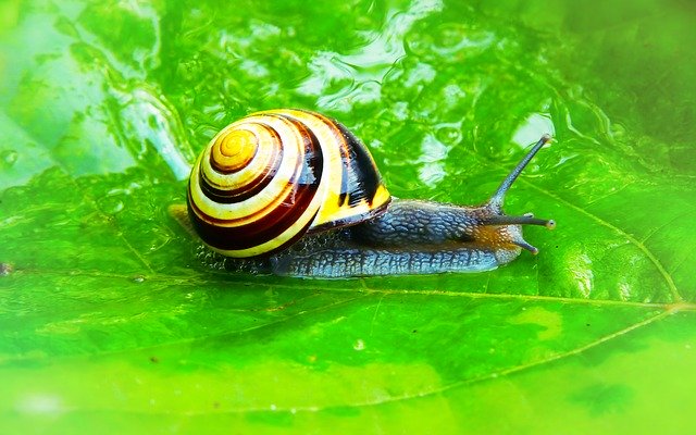Descărcare gratuită Wstężyk Huntsman Molluscs Snail - fotografie sau imagine gratuită pentru a fi editată cu editorul de imagini online GIMP