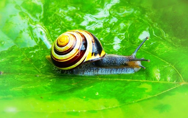 Free download Wstężyk Huntsman Molluscs Snail -  free photo or picture to be edited with GIMP online image editor