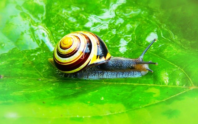 ดาวน์โหลดฟรี Wstężyk Huntsman Molluscs Snail - ภาพถ่ายหรือรูปภาพฟรีที่จะแก้ไขด้วยโปรแกรมแก้ไขรูปภาพออนไลน์ GIMP