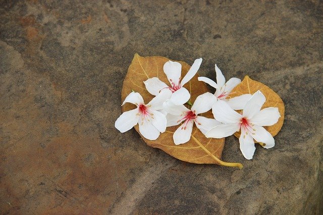 Téléchargement gratuit de Wu Yuexue Tung Flowers White - photo ou image gratuite à modifier avec l'éditeur d'images en ligne GIMP