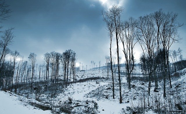 무료 다운로드 Wykarczowany Forest The Slope Of - 무료 사진 또는 김프 온라인 이미지 편집기로 편집할 수 있는 사진