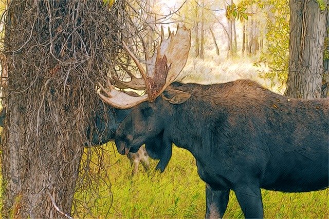 Free download Wyoming Moose Pair Bull -  free illustration to be edited with GIMP free online image editor