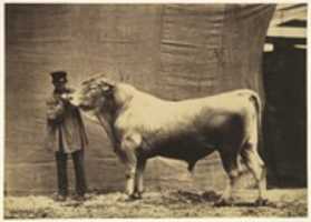 Free download [Bull from Glane, Canton of Fribourg] free photo or picture to be edited with GIMP online image editor