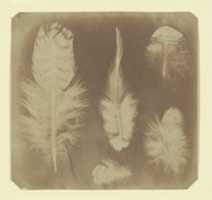 Free download [Chicken Feathers] free photo or picture to be edited with GIMP online image editor