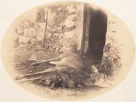 Free download [Dead Female Deer and Game Bird] free photo or picture to be edited with GIMP online image editor