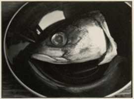 Free download [Fish Head on Plate] free photo or picture to be edited with GIMP online image editor