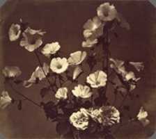 Free download [Flower Study, Rose of Sharon] free photo or picture to be edited with GIMP online image editor