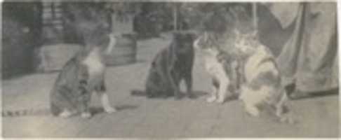Free download [Four Cats] free photo or picture to be edited with GIMP online image editor