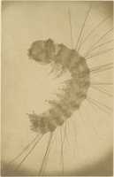 Free download [Microscopic view of an insect] free photo or picture to be edited with GIMP online image editor