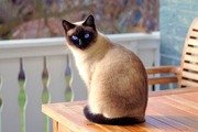 Free download [Siamese cat] free photo or picture to be edited with GIMP online image editor