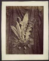 Free download [Study of Leaves on a Background of Floral Lace] free photo or picture to be edited with GIMP online image editor