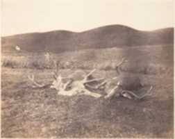 Free download [Two Stags and Roe Buck] free photo or picture to be edited with GIMP online image editor