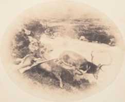 Free download [Two Stags, One Shot by Mr. Ross and the Other by Mrs. Ross] free photo or picture to be edited with GIMP online image editor