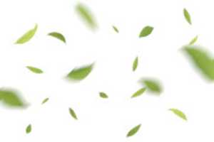 Free download 06 PS Overlay Leaves free photo or picture to be edited with GIMP online image editor