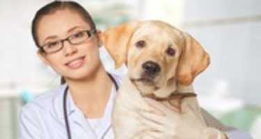 Free download 10 Things Veterinary Professionals Want You To Know About Pet Care free photo or picture to be edited with GIMP online image editor