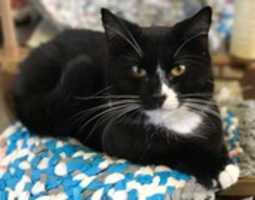 Free download 12-01-17 Dutch free photo or picture to be edited with GIMP online image editor