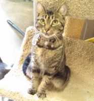 Free download 12-02-16 Tink 2 free photo or picture to be edited with GIMP online image editor