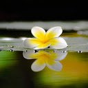 123WIN Charming plumeria wallpapers  screen for extension Chrome web store in OffiDocs Chromium