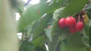Free download 14th Annual Cherry Festival free photo or picture to be edited with GIMP online image editor