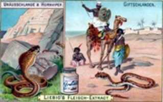 Free download 1903 Liebigs Fleisch-Extract: Giftschlangen Kurotter Todesotter (Trading Cards) free photo or picture to be edited with GIMP online image editor