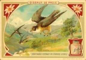 Free download 1906. Great Horned and Snowy Owls Trading Cards free photo or picture to be edited with GIMP online image editor