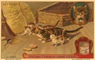 Free download 1913. Le Chat, Les Felides, Tradng Cards free photo or picture to be edited with GIMP online image editor
