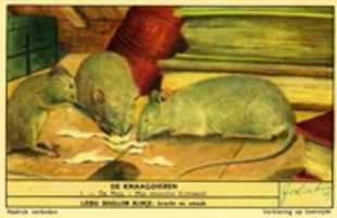 Free download 1954. De  Muis free photo or picture to be edited with GIMP online image editor